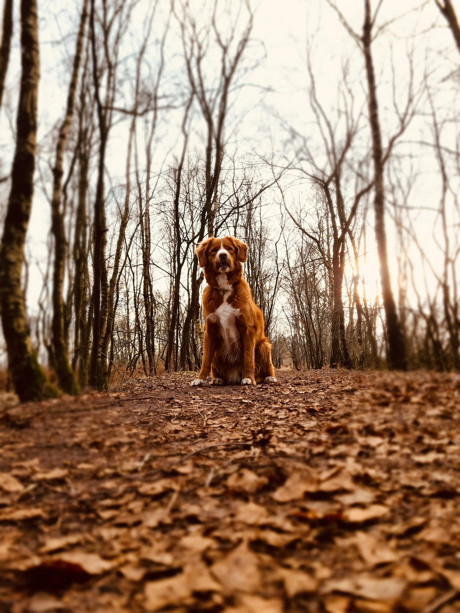 toller retriever hond